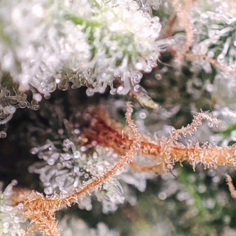 Mack&Crack growlog timeline photo