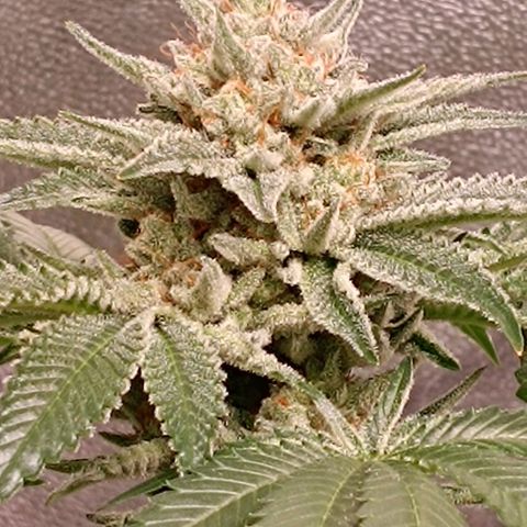 Mack&Crack growlog timeline photo