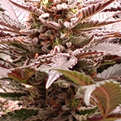 Mack&Crack growlog timeline photo