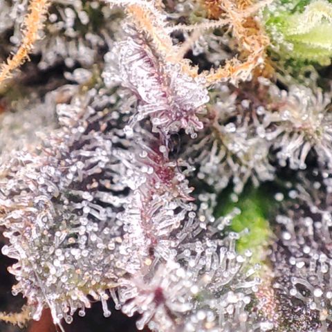 Mack&Crack growlog timeline photo