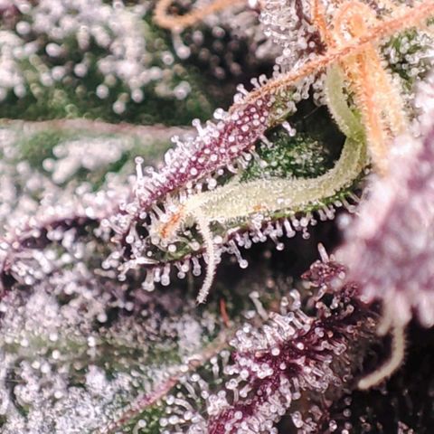 Mack&Crack growlog timeline photo
