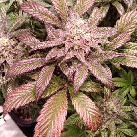 Mack&Crack growlog timeline photo