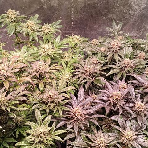 Mack&Crack growlog timeline photo