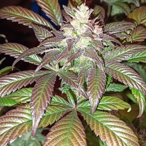 Mack&Crack growlog timeline photo