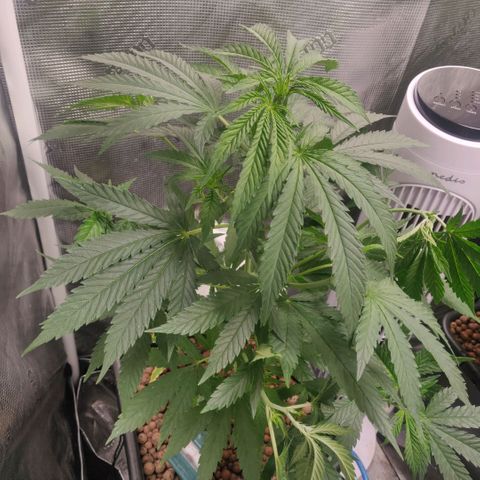Cheese growlog timeline photo