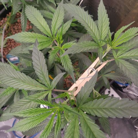 Cheese growlog timeline photo