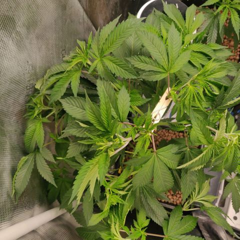 Cheese growlog timeline photo