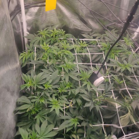 Cheese growlog photo: Lysskift