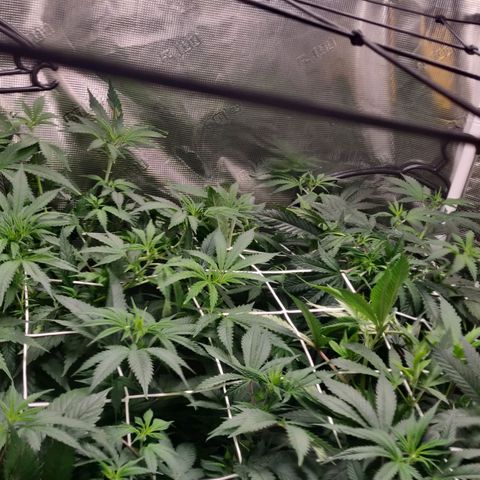 Cheese growlog timeline photo