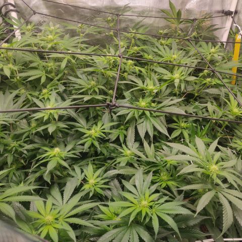 Cheese growlog timeline photo
