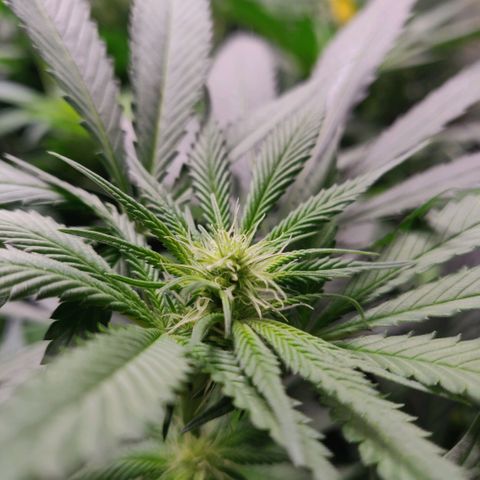Cheese growlog timeline photo