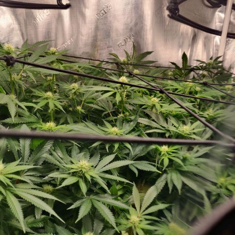 Cheese growlog timeline photo