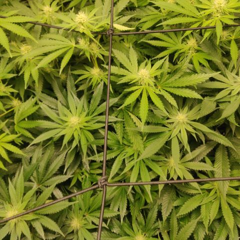 Cheese growlog timeline photo