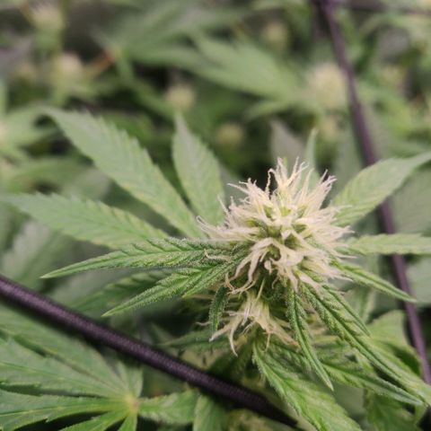Cheese growlog timeline photo