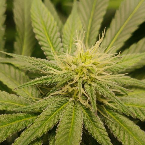 Cheese growlog timeline photo