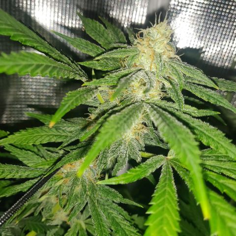 Cheese growlog photo: Cheese motherfucker