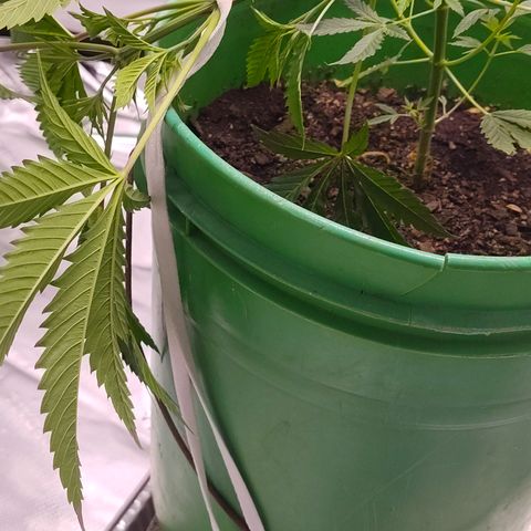 Good stuff growlog photo: Did some low stress training today