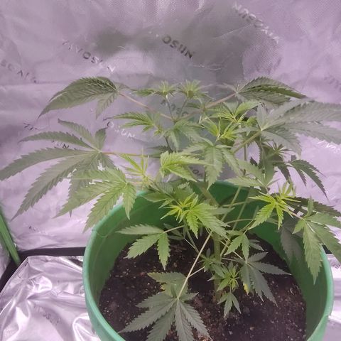 Good stuff growlog timeline photo
