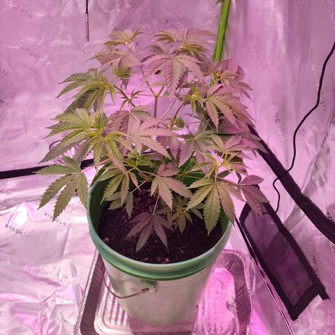 Good stuff growlog photo: Looking good! 