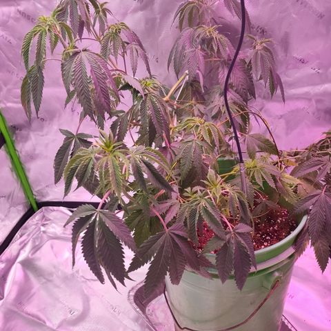 Good stuff growlog timeline photo