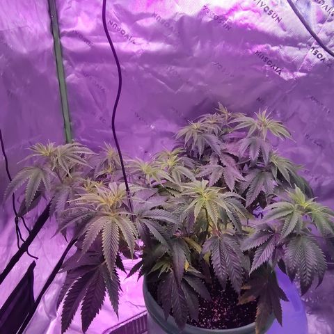 Good stuff growlog timeline photo