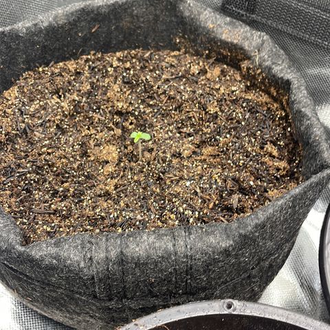 Dark Devil auto growlog timeline photo