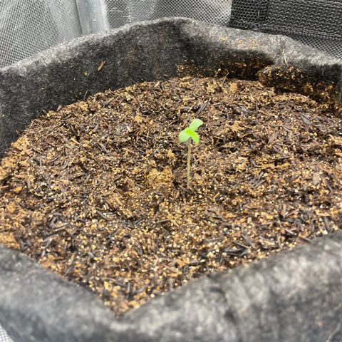 Dark Devil auto growlog timeline photo