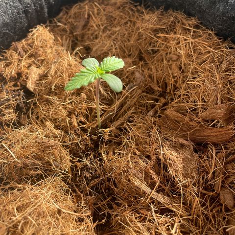 Dark Devil auto growlog timeline photo