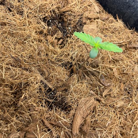 Dark Devil auto growlog timeline photo