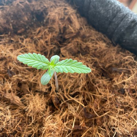Dark Devil auto growlog timeline photo
