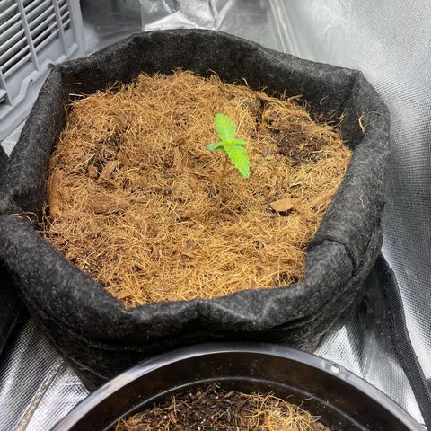 Dark Devil auto growlog timeline photo