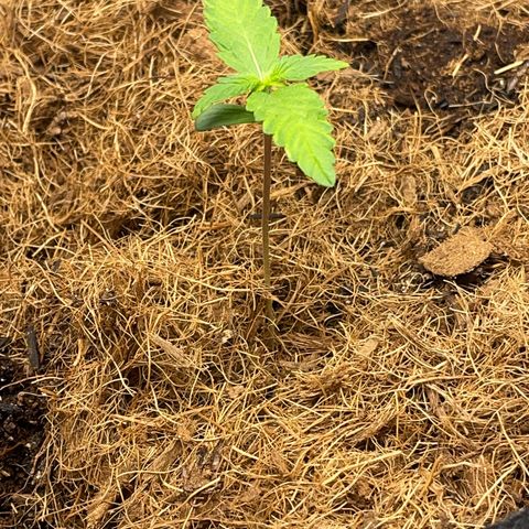 Dark Devil auto growlog timeline photo