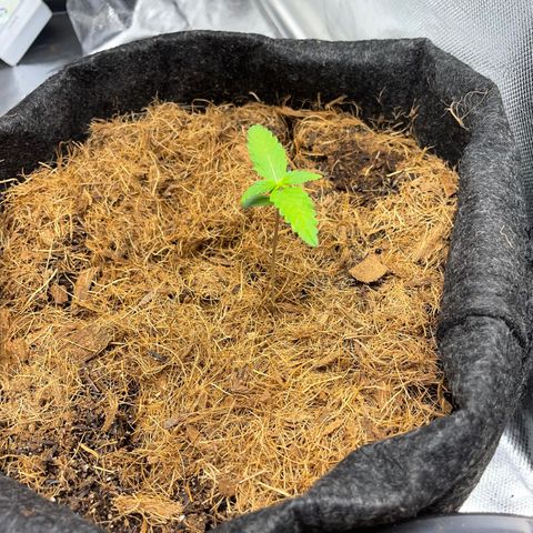 Dark Devil auto growlog timeline photo