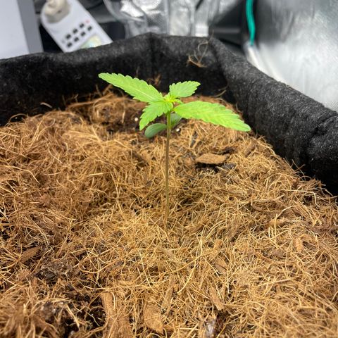 Dark Devil auto growlog timeline photo
