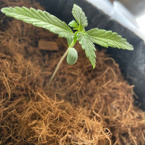 Dark Devil auto growlog timeline photo