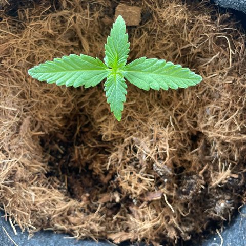 Dark Devil auto growlog timeline photo