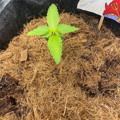 Dark Devil auto growlog photo: As folhas estão ligeiramente amareladas