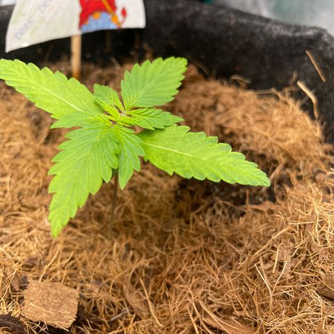 Dark Devil auto growlog timeline photo