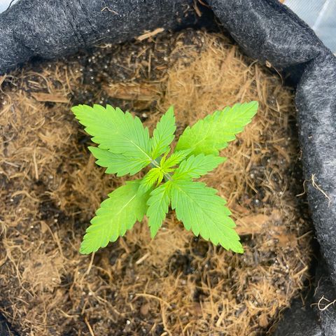 Dark Devil auto growlog timeline photo