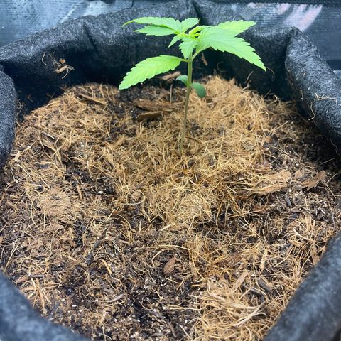 Dark Devil auto growlog timeline photo
