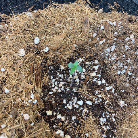 Brisant roxo  growlog timeline photo