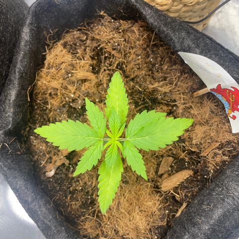 Dark Devil auto growlog timeline photo