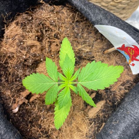 Dark Devil auto growlog timeline photo