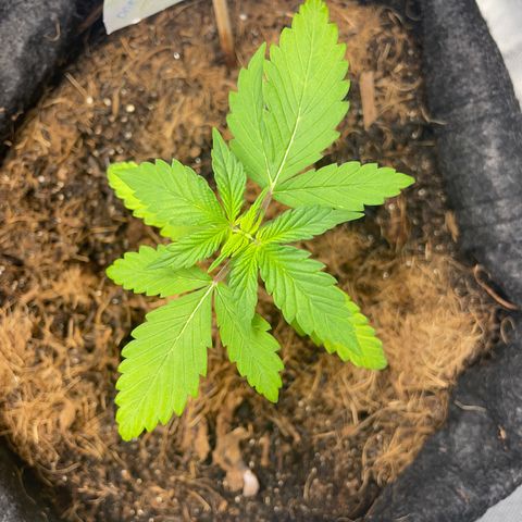 Dark Devil auto growlog timeline photo