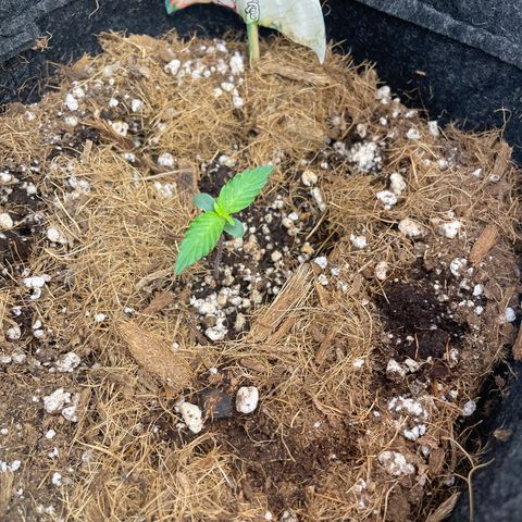 Brisant roxo  growlog timeline photo