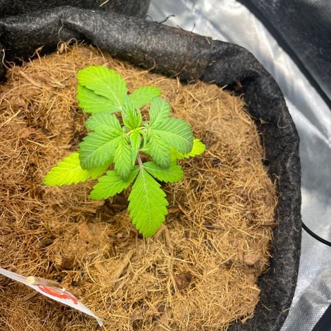 Dark Devil auto growlog timeline photo