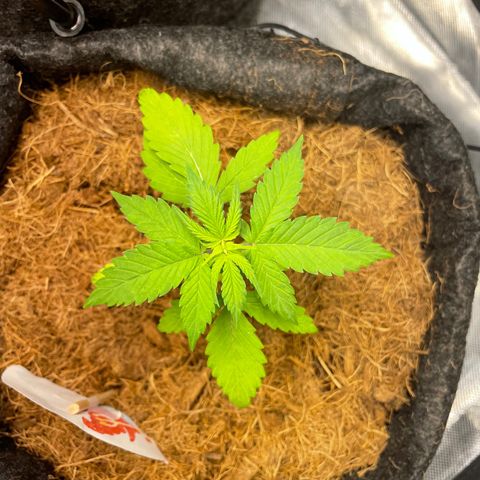 Dark Devil auto growlog timeline photo