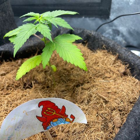 Dark Devil auto growlog timeline photo