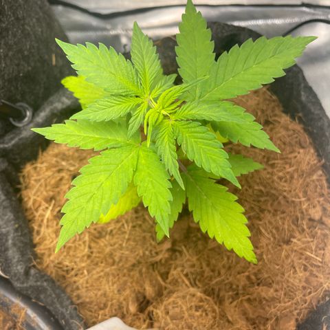Dark Devil auto growlog timeline photo