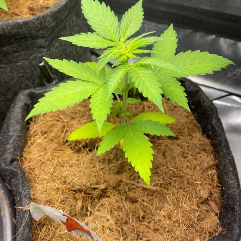 Dark Devil auto growlog timeline photo